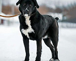 Собаки в Москве: Красавец Тедди, суперпозитивный молодой пес в добрые руки Мальчик, Бесплатно - фото 4