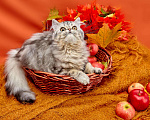 Кошки в Острогожске: Хайленд, 3 000 руб. - фото 2