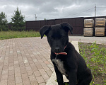 Собаки в других городах Московской области: 🆘🆘🆘Щенок срочно ищет дом‼️ Девочка, Бесплатно - фото 1