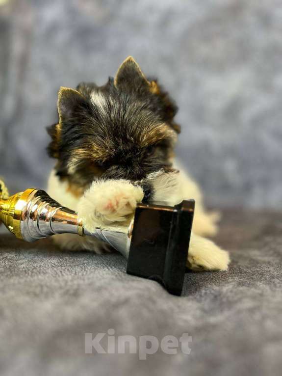 Собаки в Вологде: Щенок бивер терьера Дэйви. Плюшевый медвежонок в качестве домашнего любимца. Мальчик, 45 000 руб. - фото 5