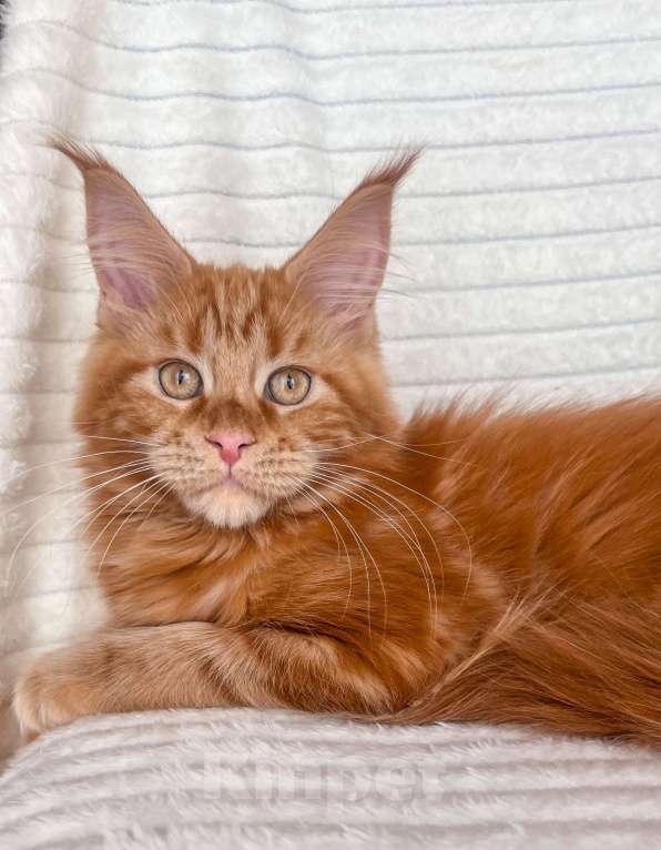 Кошки в Ярославле: Кошка Девочка, 35 000 руб. - фото 1