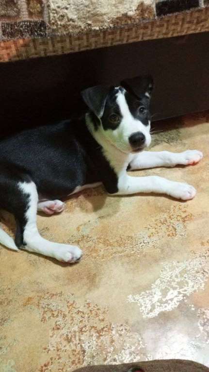 Собаки в Владимире: Щенок стаффордширского терьера Девочка, 12 000 руб. - фото 1