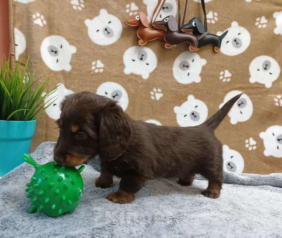 Собаки в Санкт-Петербурге: такса миниатюрная длинношерстная Девочка, Бесплатно - фото 2