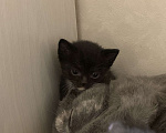 Кошки в Кемерово: Котята в добрые руки Девочка, Бесплатно - фото 5