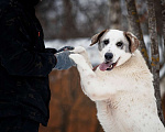 Собаки в Москве: Общительный и дружелюбный Макс ищет дом! Мальчик, Бесплатно - фото 4
