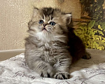 Кошки в Астрахани: Кошка Пегги Девочка, 30 000 руб. - фото 2