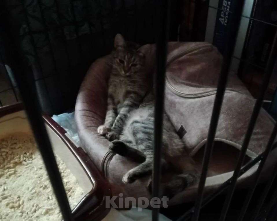 Кошки в Москве: Особенная кошечка Селена ищет дом  Девочка, Бесплатно - фото 3