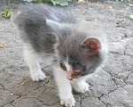Кошки в Пензе: Котёнок в добрые руки Мальчик, Бесплатно - фото 4