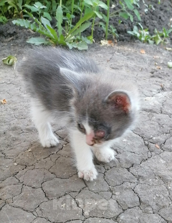 Кошки в Пензе: Котёнок в добрые руки Мальчик, Бесплатно - фото 4