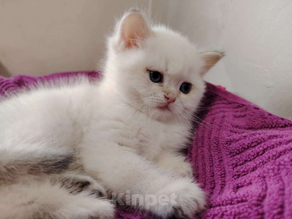 Кошки в Бору: Британская золотая шиншилла Мальчик, 40 000 руб. - фото 4