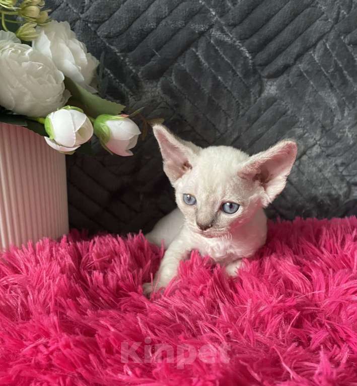 Кошки в Москве: Котенок Девон Рекс мальчик с голубыми глазами Мальчик, 60 000 руб. - фото 9