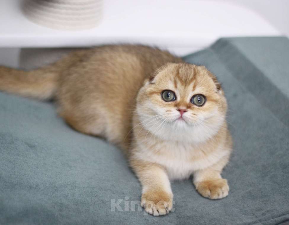 Кошки в Москве: Финкли Девочка, 65 000 руб. - фото 1