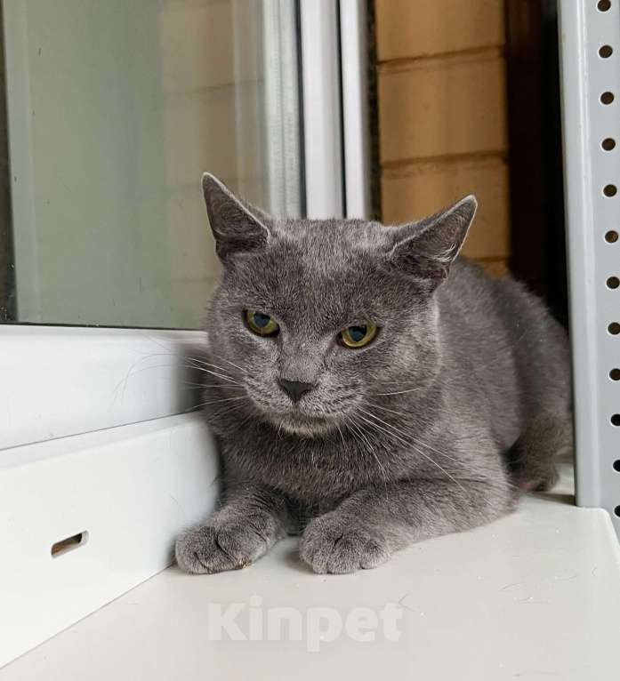 Кошки в Москве: Красивый молодой котик Сержант в добрые руки Мальчик, Бесплатно - фото 5