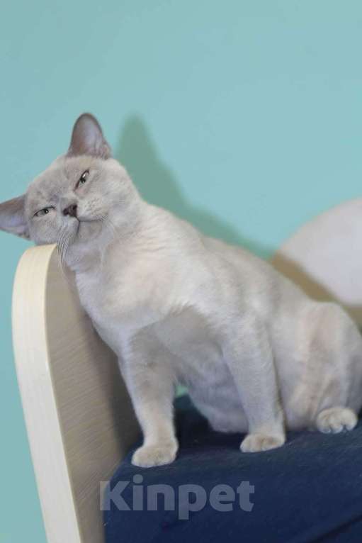 Кошки в Москве: Бурма - лиловый котик Мальчик, 25 000 руб. - фото 5