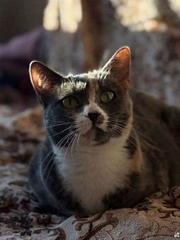 Пепельная трехцветная Шерри