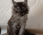 Кошки в Воронеже: Котёнок мейн-кун Мальчик, 45 000 руб. - фото 2