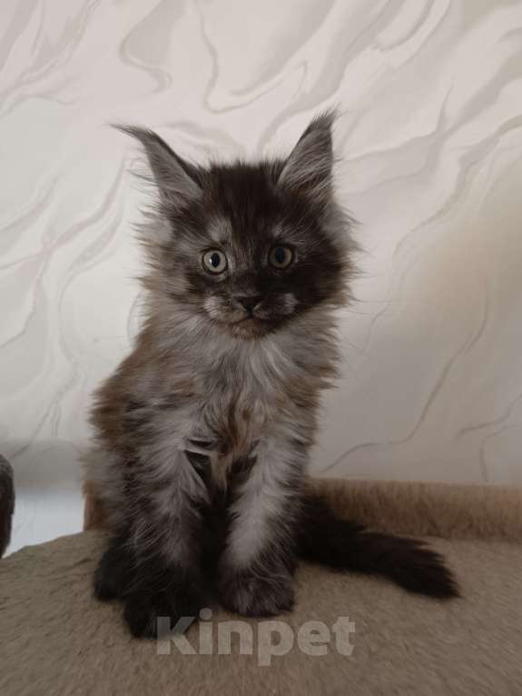 Кошки в Воронеже: Котёнок мейн-кун Мальчик, 45 000 руб. - фото 2