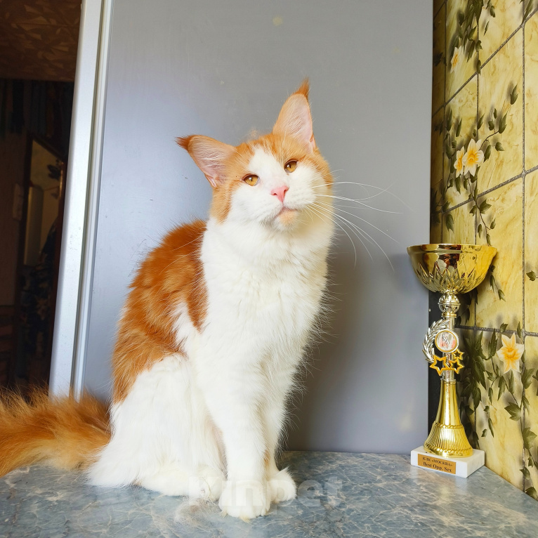 Кошки в Москве: Котёнок Мейн- Кун Девочка Девочка, 20 000 руб. - фото 10
