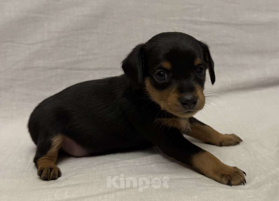 Собаки в Москве: Щенок пражский крысарик Девочка, Бесплатно - фото 2