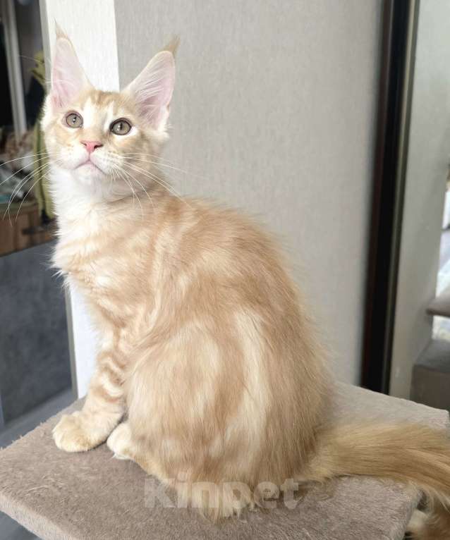 Кошки в Москве: Котята мейн-кун Мальчик, 25 000 руб. - фото 6