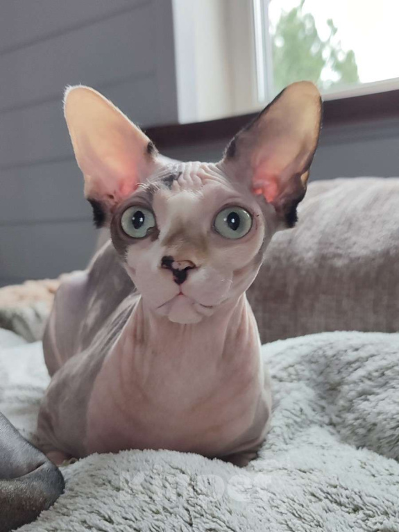 Кошки в Москве: Котята канадского сфинкса  Девочка, Бесплатно - фото 3