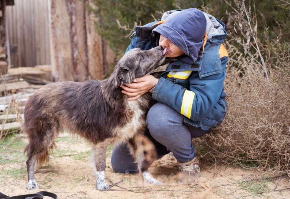 Собаки в Москве: Метис бордер-колли. Агата, 5 лет Девочка, Бесплатно - фото 10
