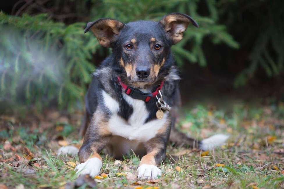 Собаки в Москве: Ласковая и скромная собачка Альма в дар Девочка, 1 руб. - фото 4