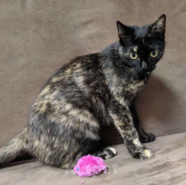 Кошки в Москве: Самая ласковая кошечка на свете ищет свою семью Девочка, Бесплатно - фото 3