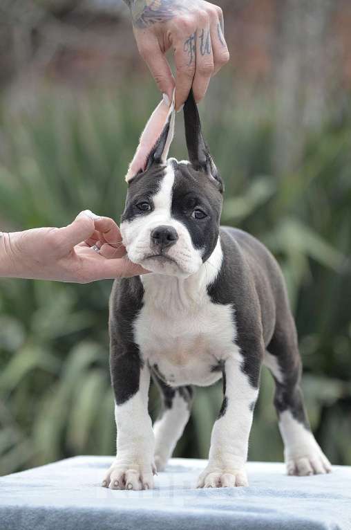 Собаки в Краснодаре: Кобель ам стаффа РКФ Мальчик, 80 000 руб. - фото 6