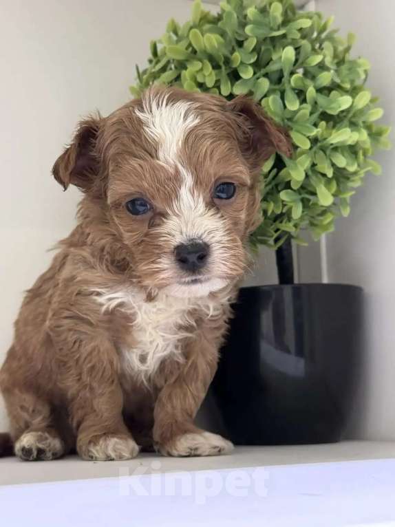 Собаки в Москве: Мальтипу мальчик Мальчик, 80 000 руб. - фото 1