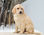 Собаки в других городах Липецкой области: Щенок лабрадора Холлабвууд'с Пэймес Леди Девочка, 60 000 руб. - фото 2