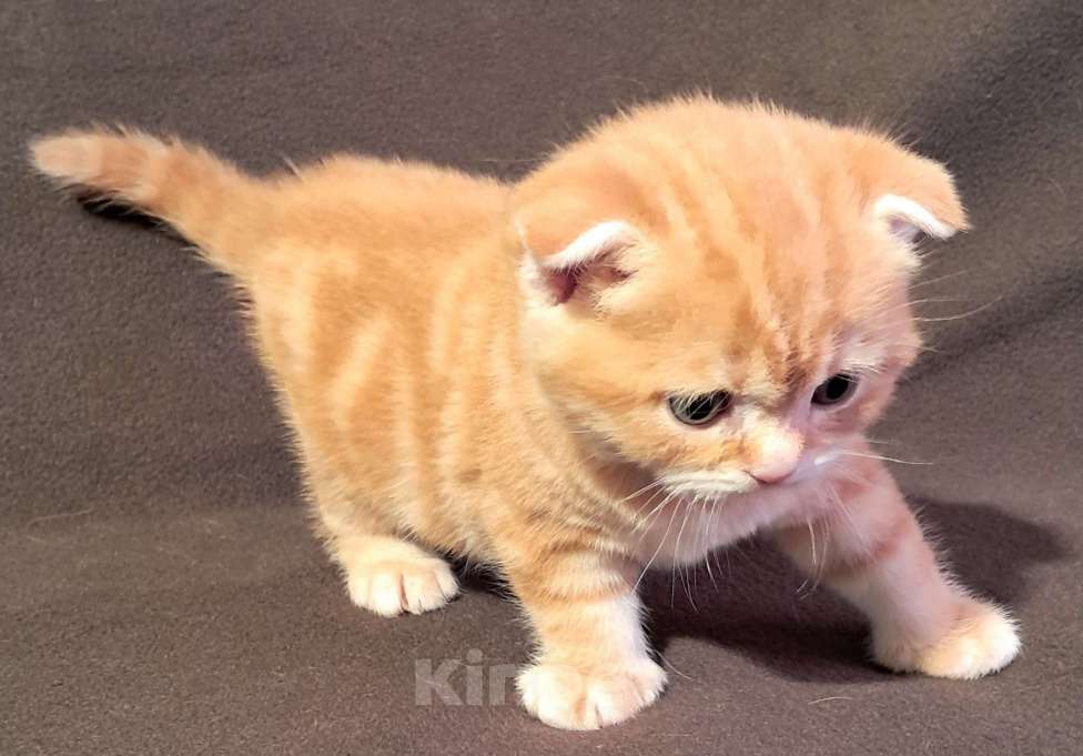 Кошки в Санкт-Петербурге: Шотландский котенок Мальчик, 30 000 руб. - фото 3