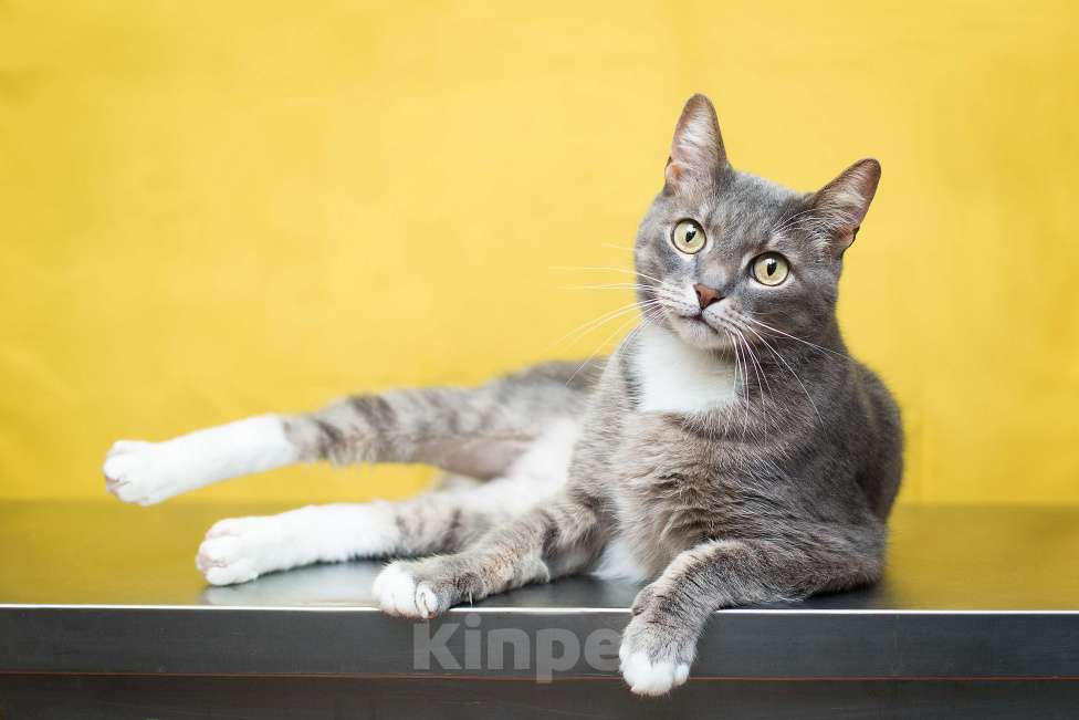 Кошки в Москве: Маугли ищет семью, которая больше не предаст Мальчик, Бесплатно - фото 2