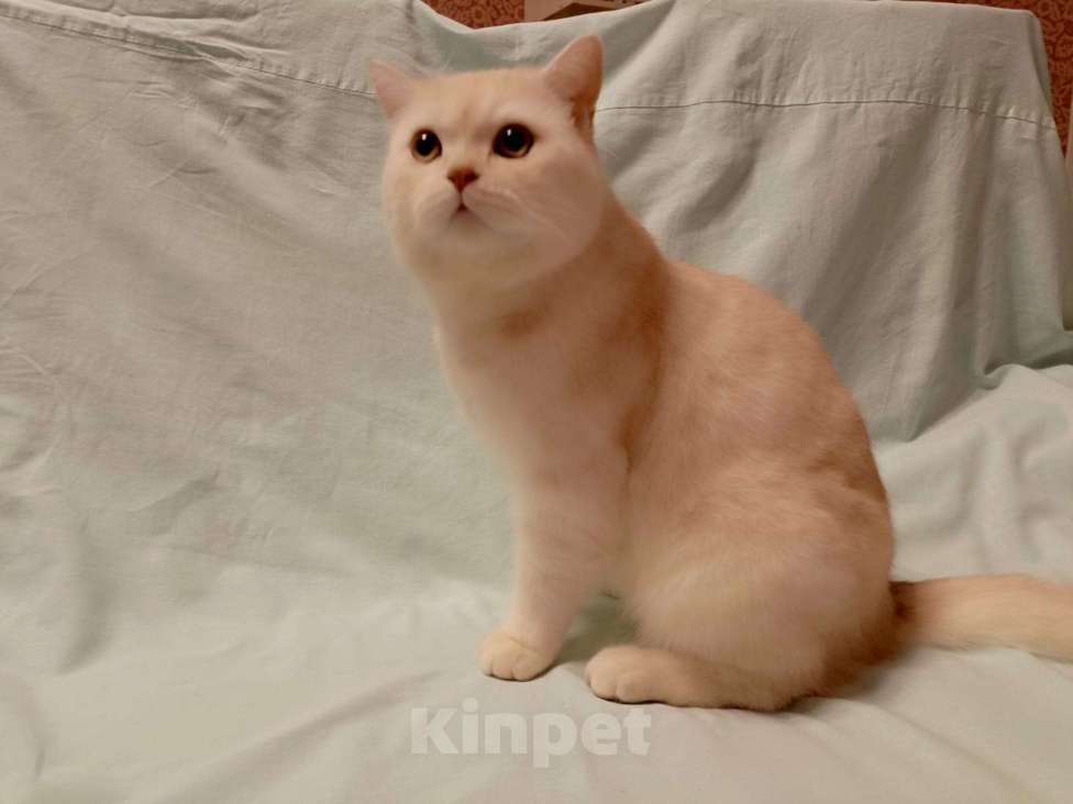 Кошки в Москве: Британский котик Мальчик, 30 000 руб. - фото 4