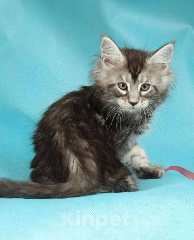 Кошки в Раменском: Котенок Мейн-кун Девочка, 45 000 руб. - фото 2