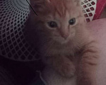 Кошки в Ногинске: Ласковый рыжий котик, очень дружелюбный и готов сидеть на руках часами Мальчик, Бесплатно - фото 3