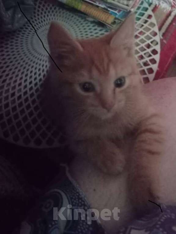 Кошки в Ногинске: Ласковый рыжий котик, очень дружелюбный и готов сидеть на руках часами Мальчик, Бесплатно - фото 3