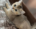 Кошки в Астрахани: Кошечка Девочка, 10 000 руб. - фото 3