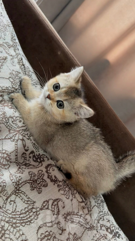 Кошки в Астрахани: Кошечка Девочка, 10 000 руб. - фото 3