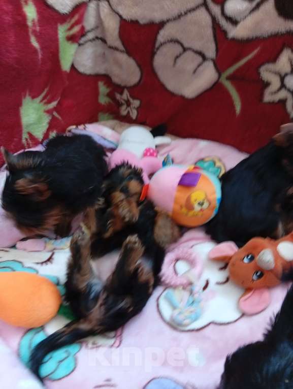 Собаки в Симферополе: Продаются щенки йорка Девочка, 45 000 руб. - фото 2