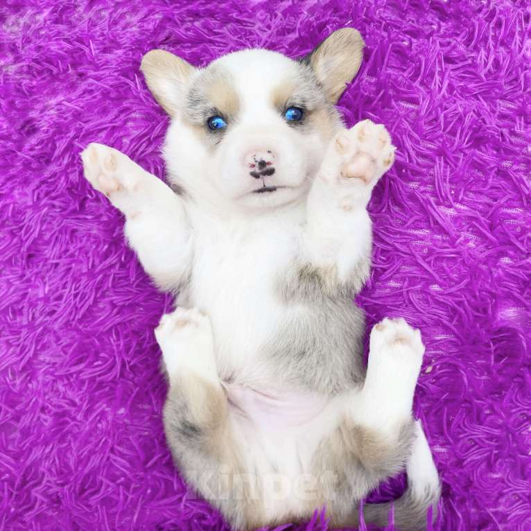 Собаки в Москве: Щенки вельш-корги кардиган Мальчик, Бесплатно - фото 4