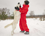 Собаки в Москве: Розовоносый метис лабрадора Бадди в добрые руки Мальчик, Бесплатно - фото 7