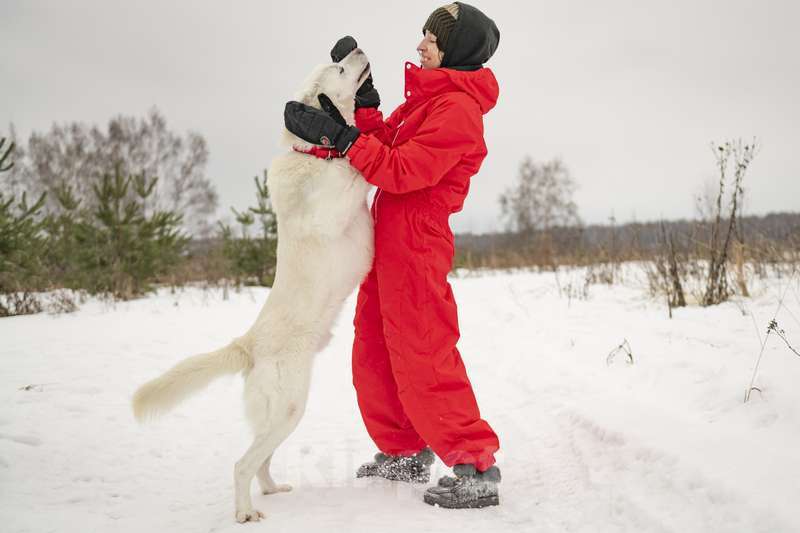 Собаки в Москве: Розовоносый метис лабрадора Бадди в добрые руки Мальчик, Бесплатно - фото 7
