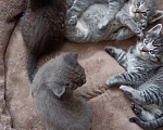 Кошки в Краснодаре: Котята в добрые руки Мальчик, Бесплатно - фото 10