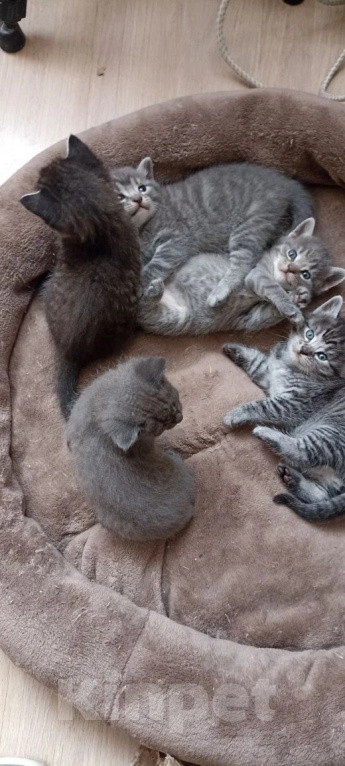Кошки в Краснодаре: Котята в добрые руки Мальчик, Бесплатно - фото 10