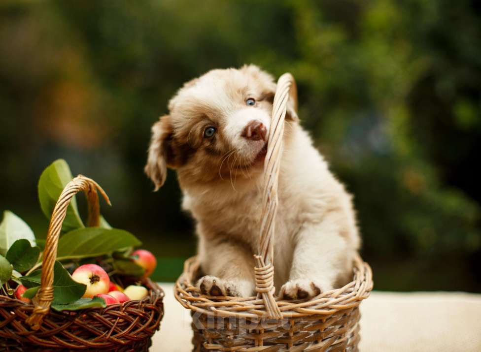 Собаки в Новосибирске: Щенок Бордер Колли  Мальчик, Бесплатно - фото 2