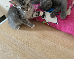 Кошки в Новороссийске: Котятки в добрые руки!!! Разнополые, Бесплатно - фото 1