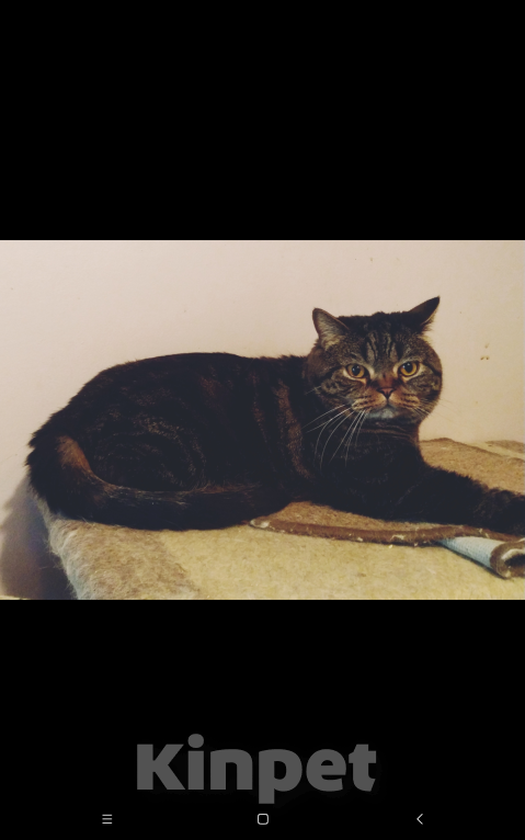 Кошки в Москве: Шотландский  Семён Мальчик, 1 000 руб. - фото 2