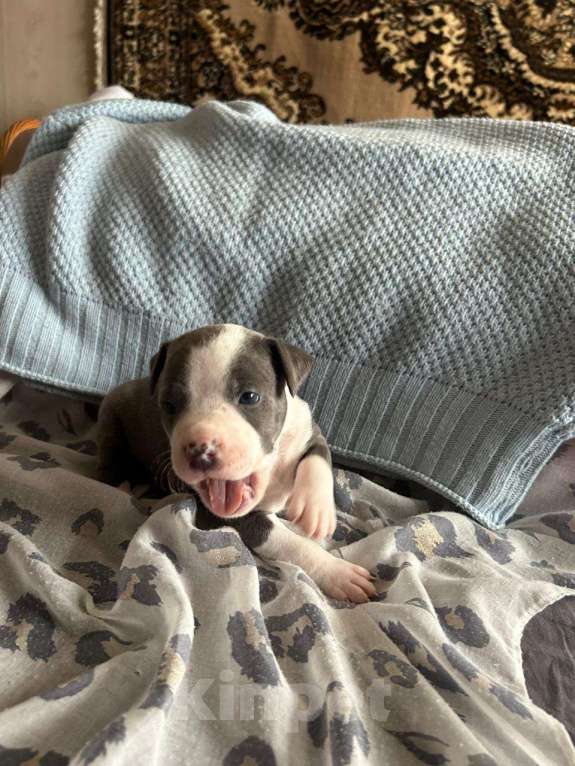 Собаки в Москве: Голубо-белая дама Девочка, 60 000 руб. - фото 3