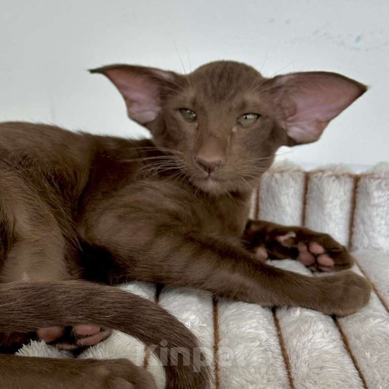 Кошки в Санкт-Петербурге: Шоколадная кошечка Девочка, Бесплатно - фото 1